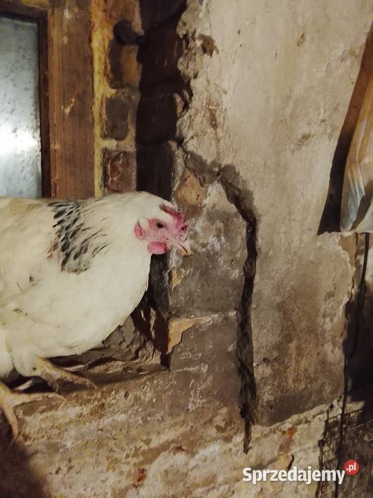 Młode kury rasy sussex Brzeźno sprzedam