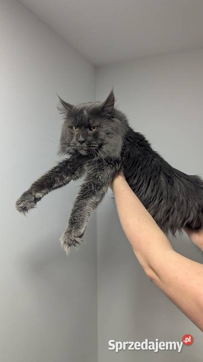 Reproduktor Maine Coon blue solid Zapraszamy Pszczyna sprzedam