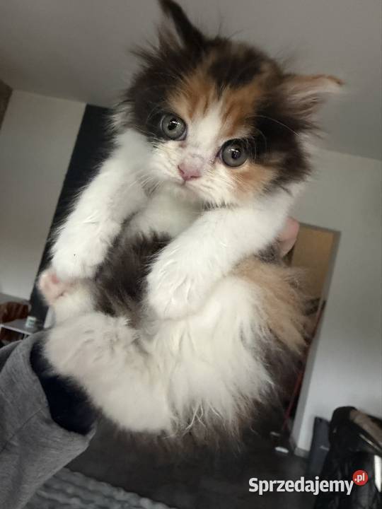 Brytyjski długowłosy krótkowłosy szylkret rudy Wrocław