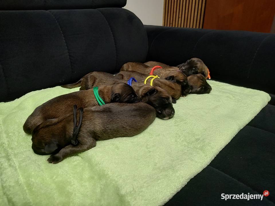 Owczarek Belgijski Milanois Częstochowa