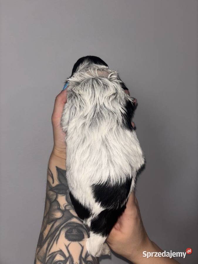 Cocker Spaniel Angielski piękne umaszczenia Gdów