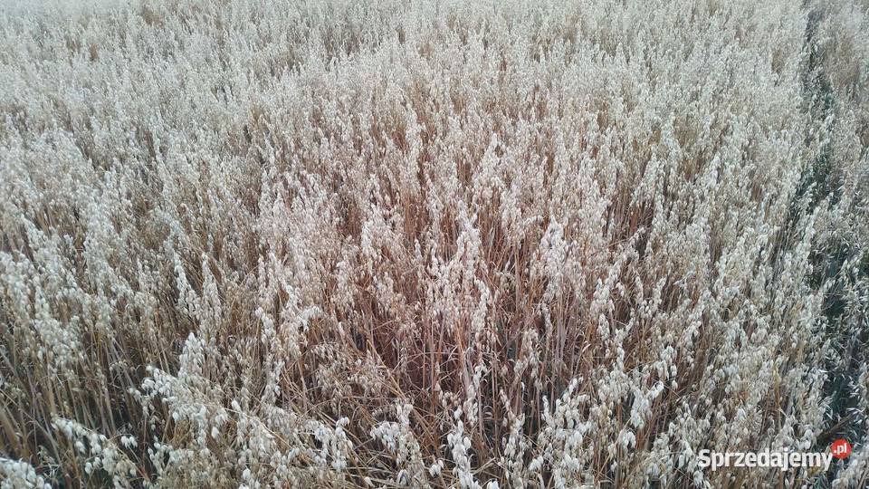 Owies pierwszy centrali 2025 Niemodlin