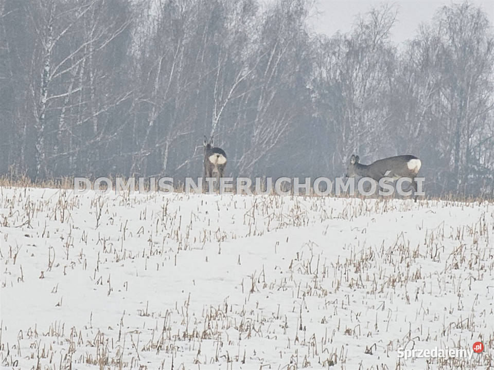 Grunt Rozworzyn 4999m2 prąd