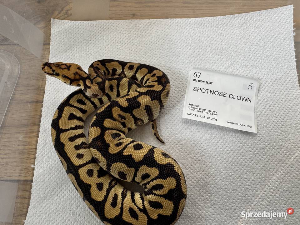 Python Królewski Regiusy młode z 2026r Gady i płazy Bydgoszcz
