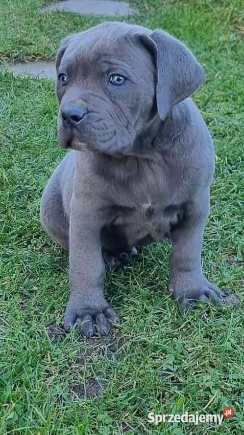 SPRZEDAM SZCZENIAKI CANE CORSO Lubartów