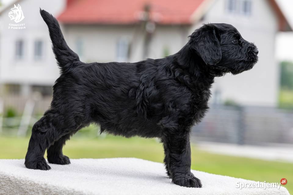 Szczeniak rasy Sznaucer Olbrzym szuka nowego Pińczów