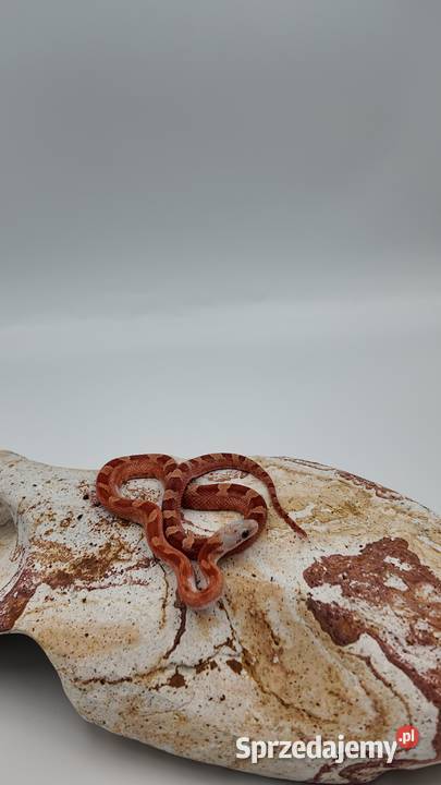 Piękny samiec węża zbożowego Bloodred Pied Sited Olsztyn