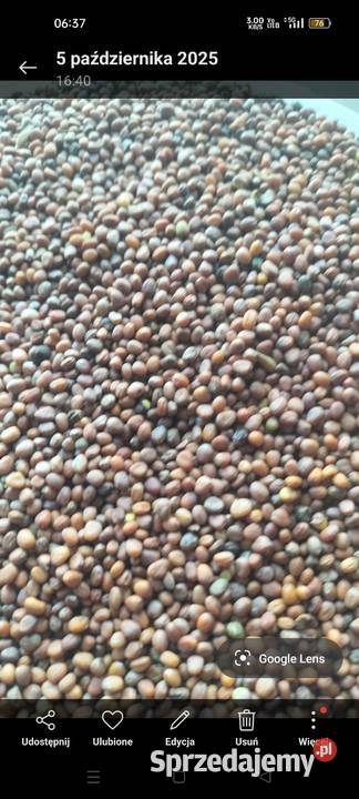 Rzodkiew oleista Łagów