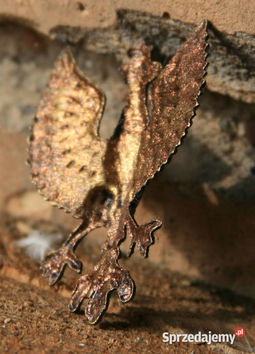 Orzełek Wielkopolski Augustów