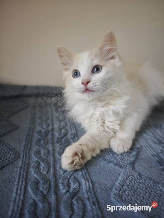 Kocięta Ragdoll Kremowe Lynx Bicolor Kołaków