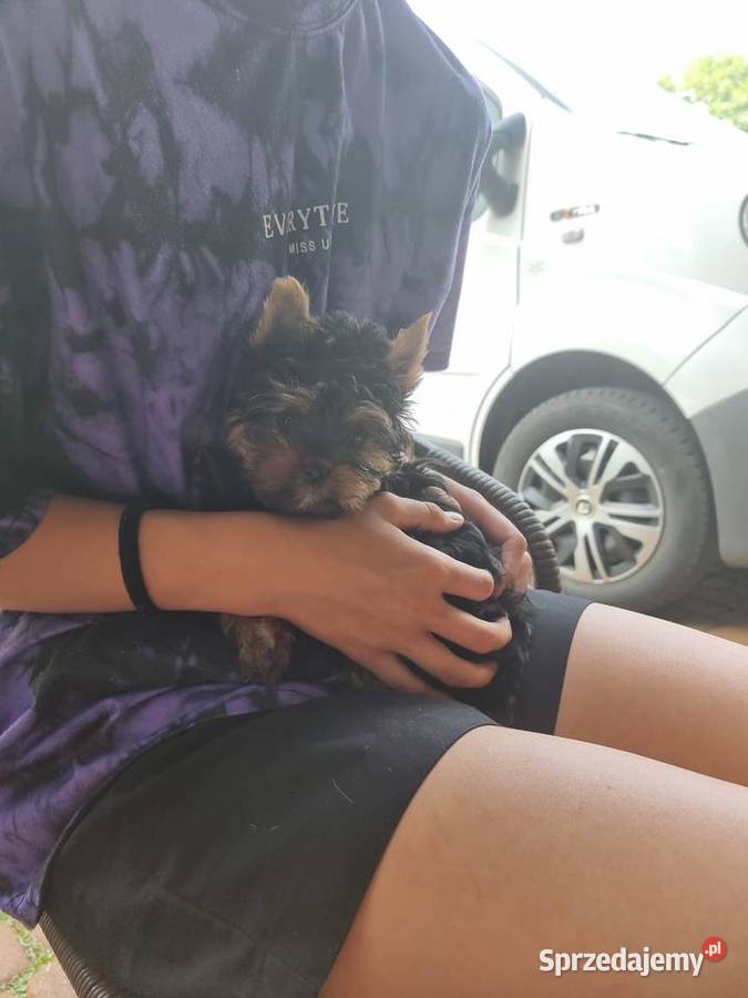 York terrier Grabów nad Prosną