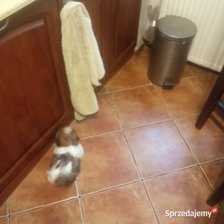 Shih TZU przepiękne wzorcowe tricolor małej Klimontów
