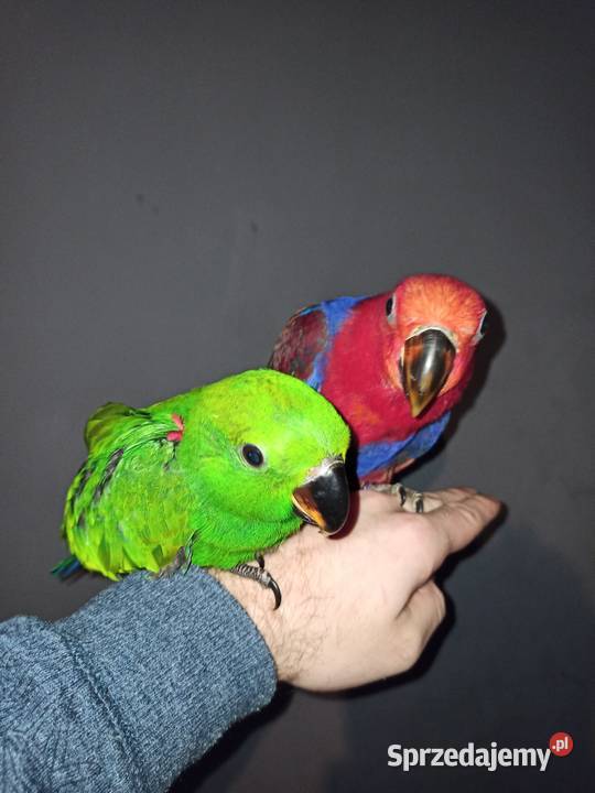 Lory Wielkie Barwnice Eclectus Para Ptaki Białystok