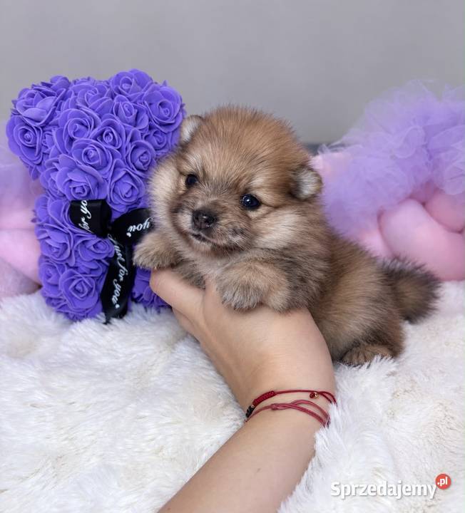 Sunia szpic miniaturowy pomeranian Orange Merle Bełchatów