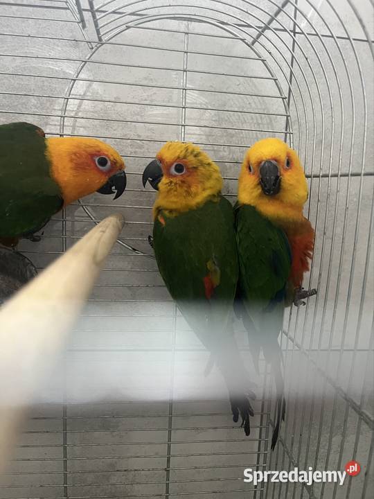 Konury słoneczne Ptaki