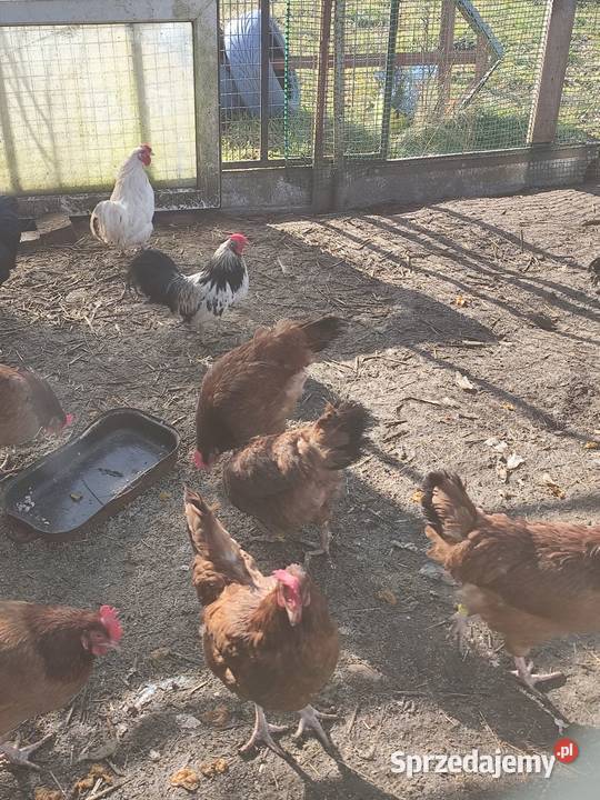 Mocne i zdrowe koguciki Czwerek gotowe do wielkopolskie Kościan