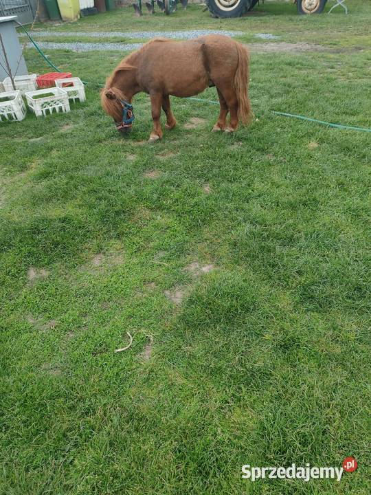 Sprzedam ogiera Konopnica
