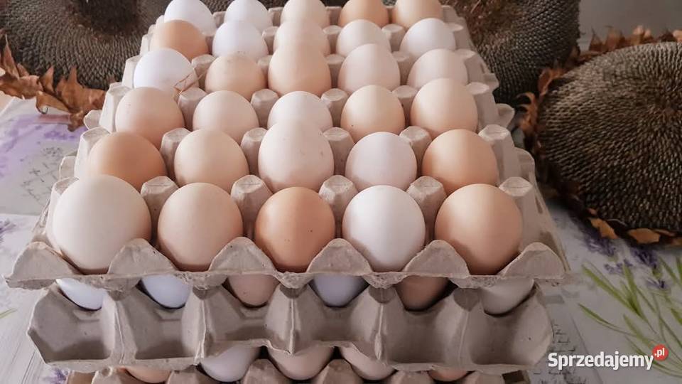Jaja kurze z gospodarstwa