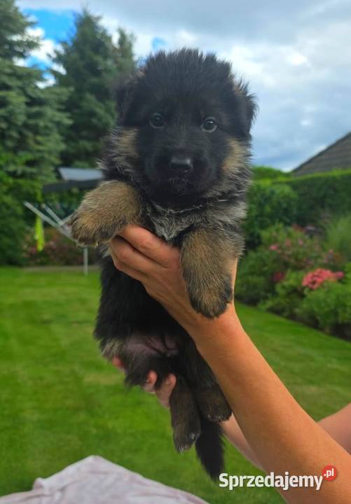 Owczarek Niemiecki szczenieta rodowod FCI Owczarek sprzedam