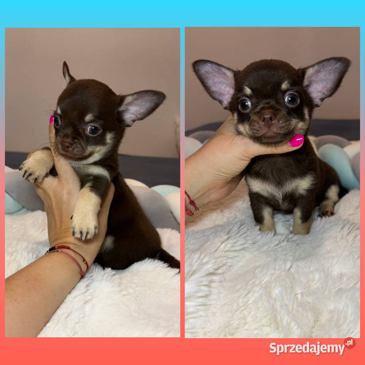 Chihuahua długowłosy piesek choco tan badania łódzkie Bełchatów