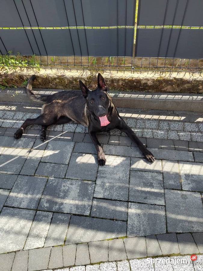 Owczarek Belgijski Milanois Owczarek Częstochowa