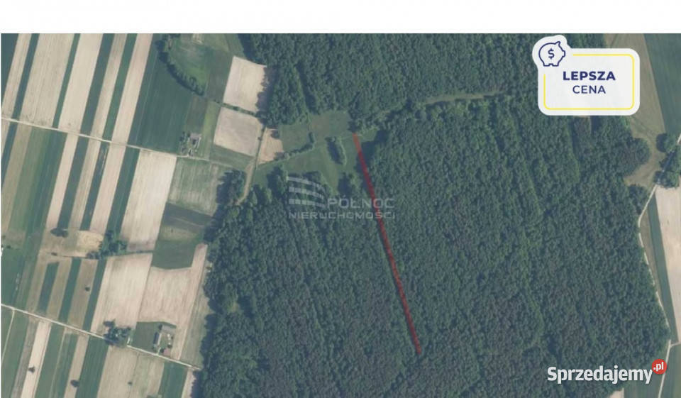 Las mieszany 4200m2 w Mysłowie Mysłów sprzedam