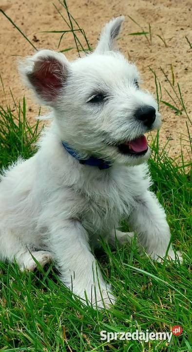 West Highland white terrier piesek FCI ZKWP Pilawa