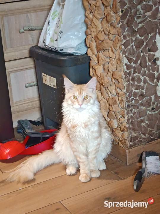 Śliczna kotka rasy Maine coon z rodowodem Maine Coon świętokrzyskie