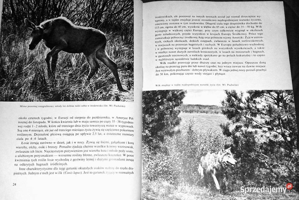 Ssaki Włodzimierz Serafiński Ewa Chełm