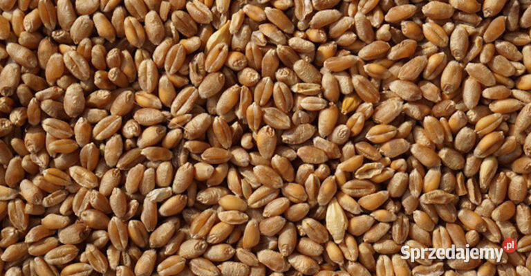 Pszenżyto na sprzedaż