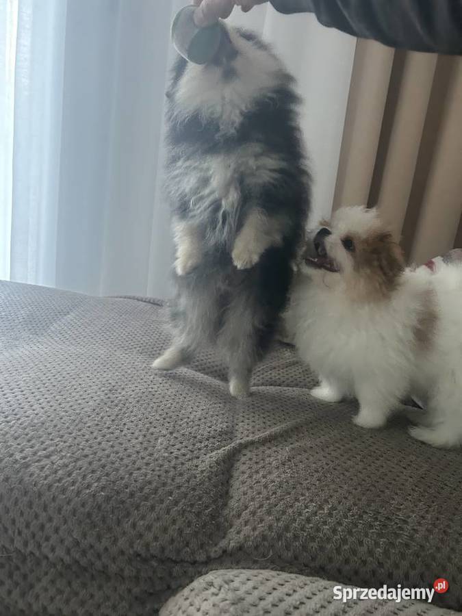 Szpic miniaturowy pomeranian kujawsko-pomorskie sprzedam