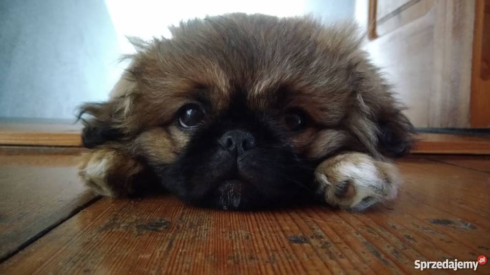 Suczka Pekińczyk Koluszki