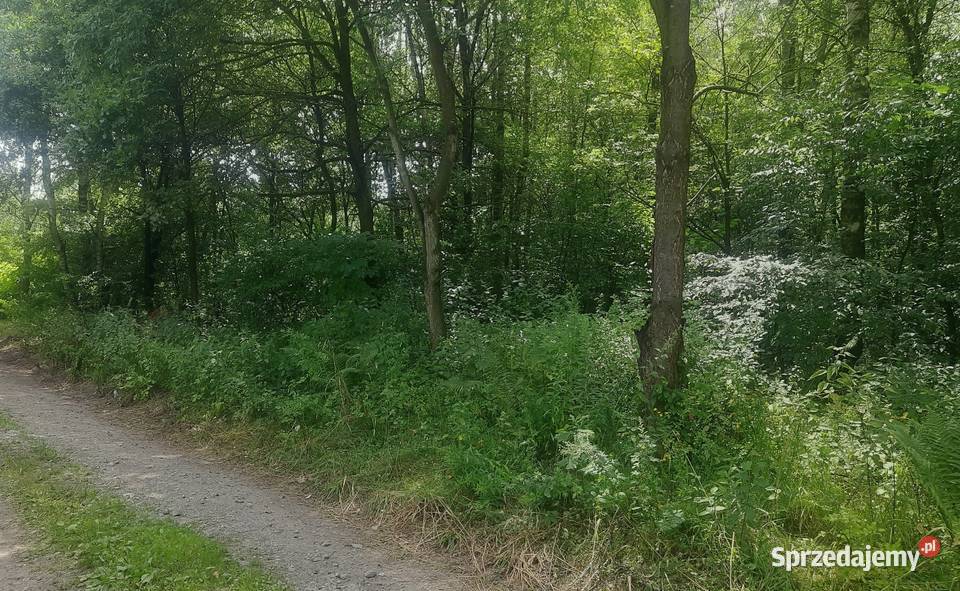 Działki z ostateczną decyzją o warunkach Rokitnica