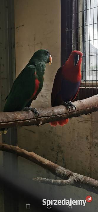 Kakadu Różowe Goffini Lutino Ara Marakana Ara Poznań