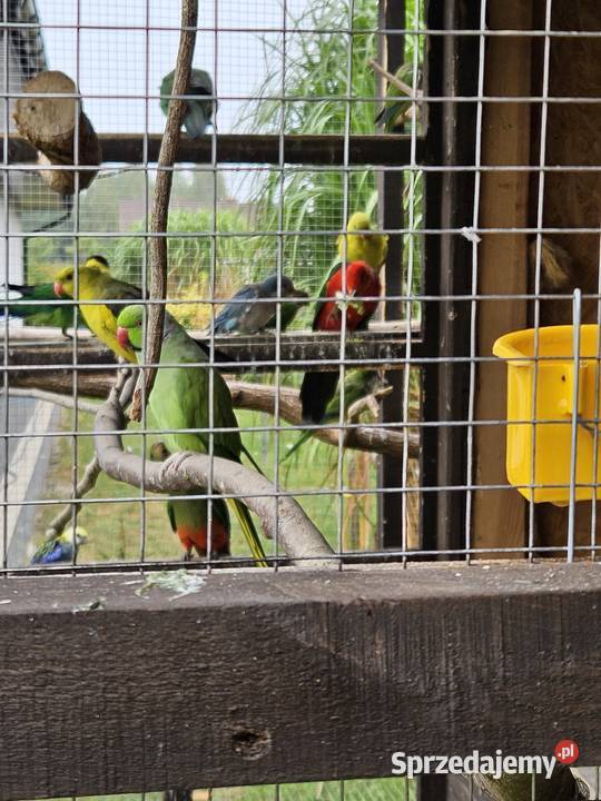 Sprzedam papugi Pionki