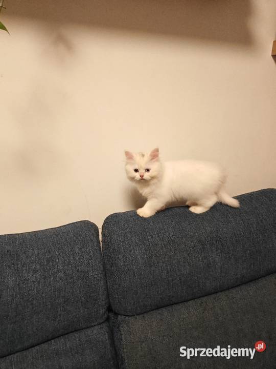 Pers Persy kot kotka Warszawa