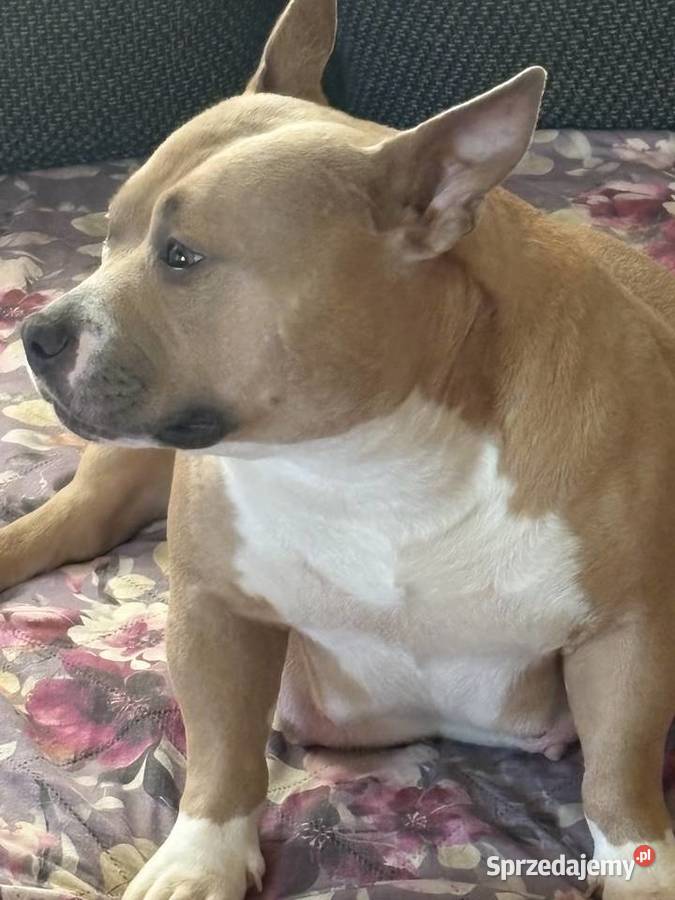 Wyjatkowe American Bully pocketmicro ABKC Show Głogów