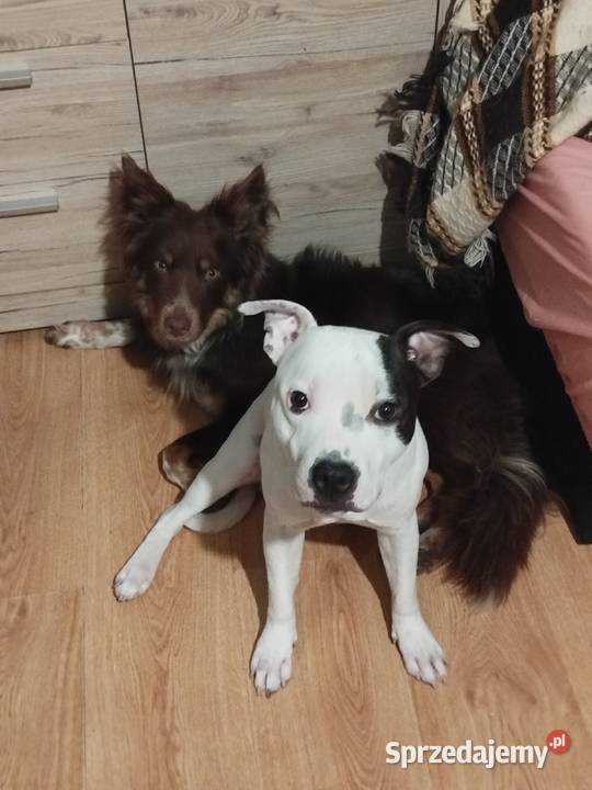 Staffordshire bull terrier Sokołów Podlaski sprzedam