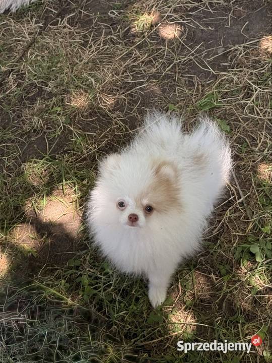 Szpic miniaturowypomeranian Zrębice