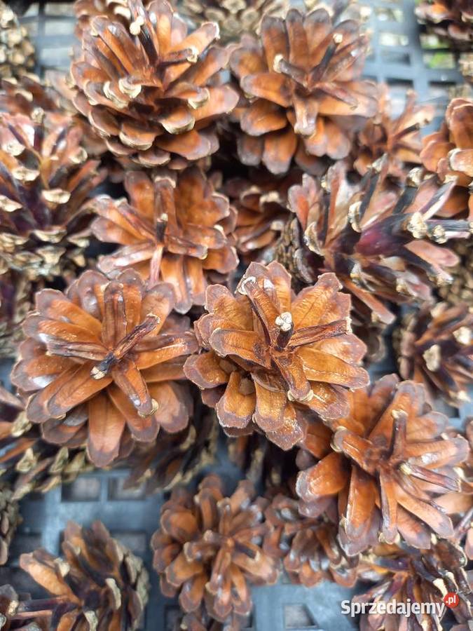 Szyszki sosny Dobra