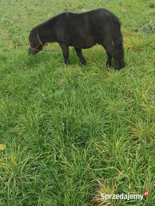 Sprzedam kuce szetlandzkie Brzeziny sprzedam