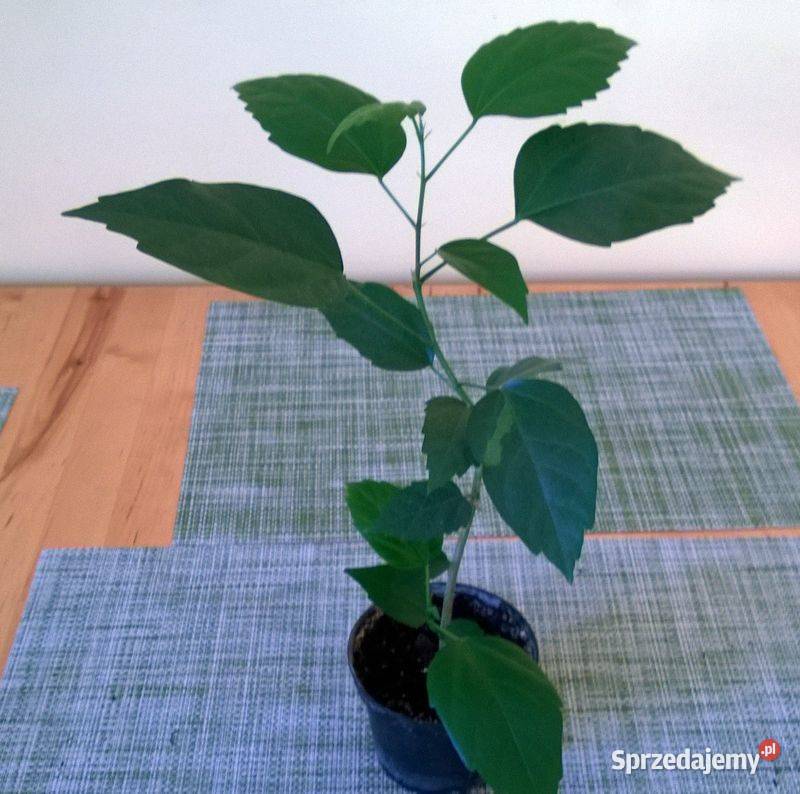 Róża chińska pełna czerwona hibiskus ketmia Pszczyna