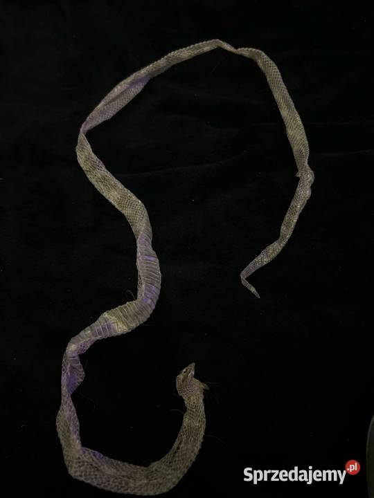 Wylinka węża lamparciego Gady i płazy Gady i płazy łódzkie Skierniewice