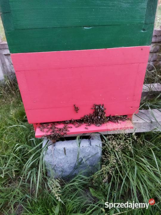 Rodziny pszczele przezimowane ramka wlkp odbiór Kuleje