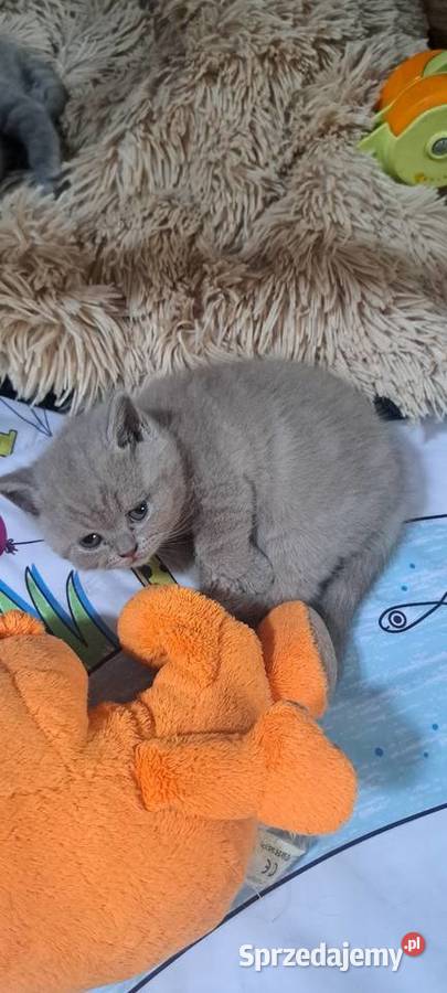 Rezerwacja Kocurek brytyjski liliowy Wrocław