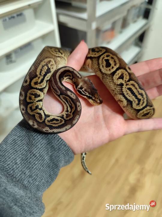 Samiczka Pyton Królewski cb25 Pruszków