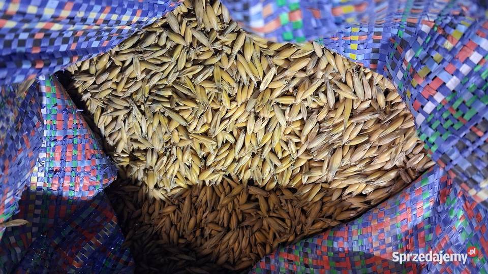 Owies Kozak Zboża małopolskie Tuchów