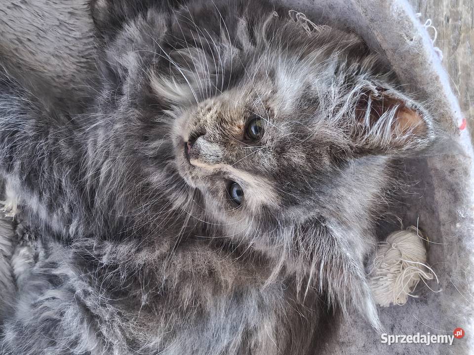 Rezerwacja Maine Coon kujawsko-pomorskie Kcynia