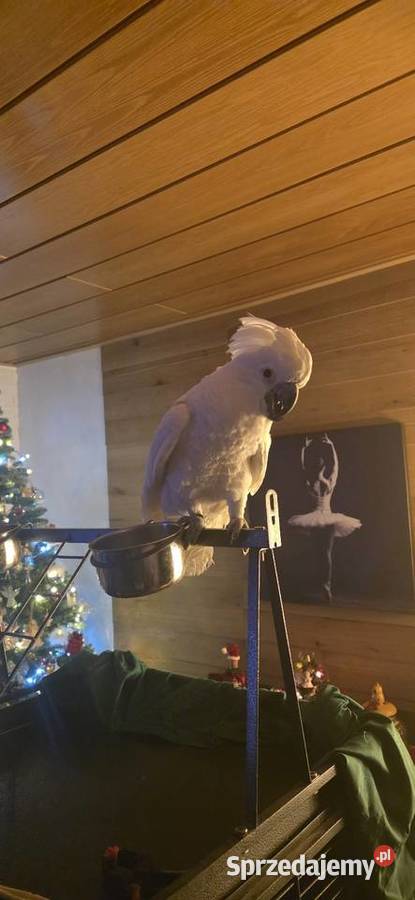 Papuga kakadu Alba Zwierzęta Szczecin