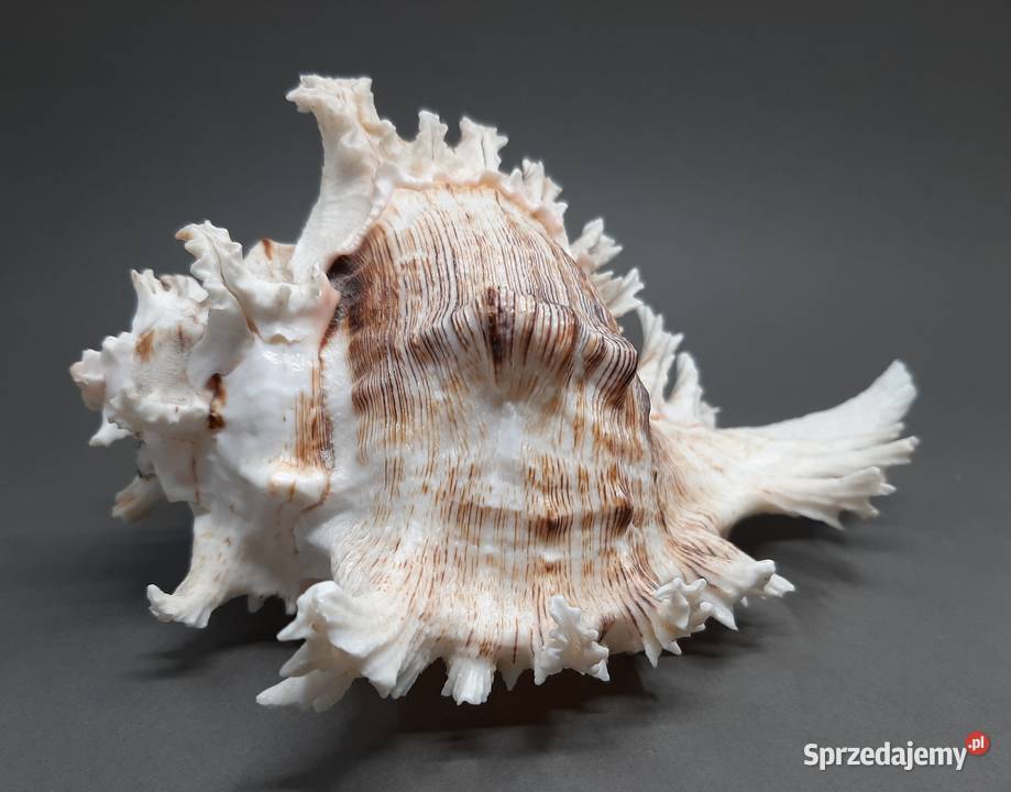 Muszla Rozkolec 2 ciemny lubelskie Lublin